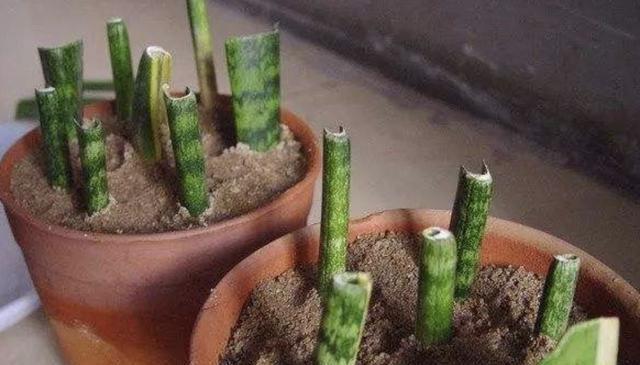 虎皮兰快速生根全攻略（如何让虎皮兰迅速扎根）