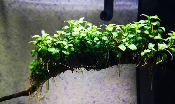 水草快速生根的秘密（科学种植技巧让水草更易生根）