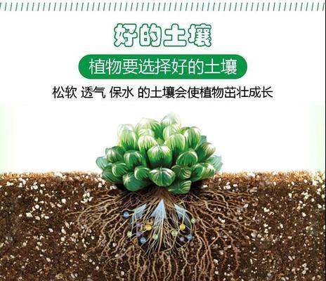 如意皇后（选择适宜的土壤）