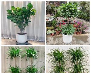如何选择入伙礼花（教你从花语、用途和价格三个方面挑选合适的入伙礼花）