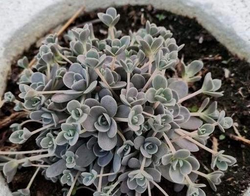 以子持莲华花开花落的人生之道（用柔情捧起莲花）