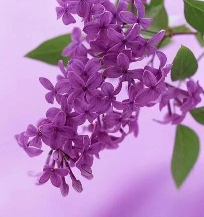 紫丁香的花语（探秘紫丁香的花语与寓意）