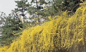 庭院藤蔓花卉的种植与养护（打造美丽庭院）