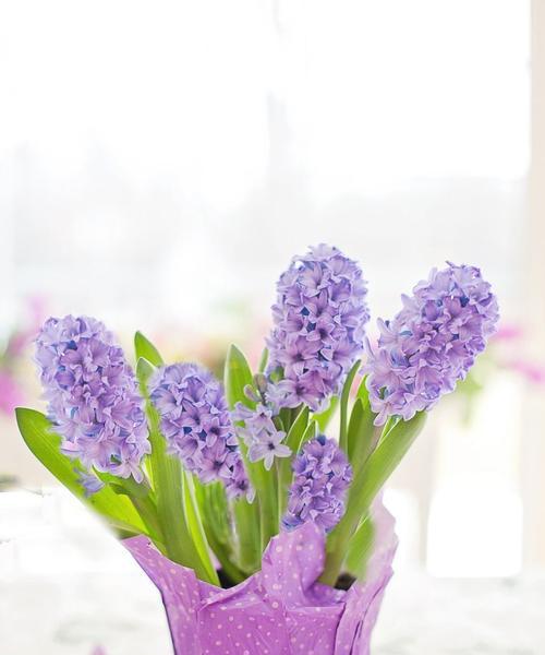 紫色风信子的花语——神秘与华丽的象征（探索紫色风信子的花语及其寓意）