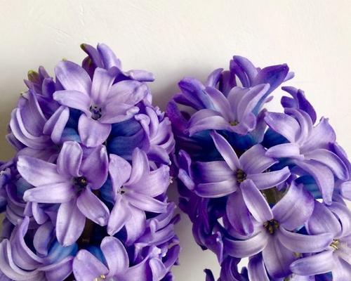 紫色风信子的花语（探寻风信子花朵中的秘密）
