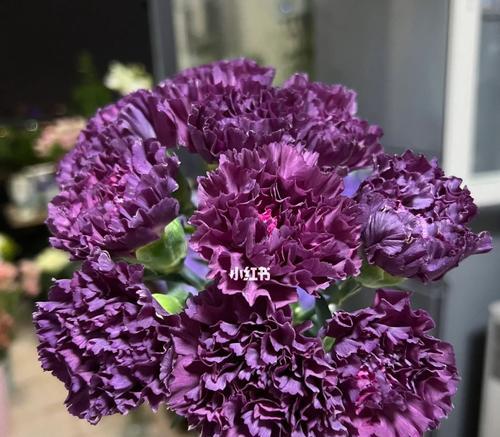紫色康乃馨花语和寓意（探索康乃馨的紫色花语与美好寓意）