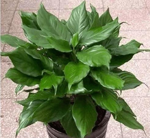 室内养万年青的秘诀（打造绿色家居）