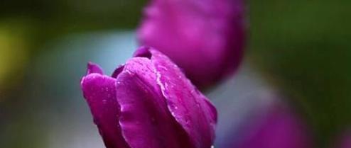 紫色矢车菊的花语探秘（传递神秘和魅力的紫色矢车菊）