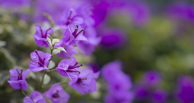紫色紫罗兰花语的深意（探寻紫罗兰花语的含义及象征意义）