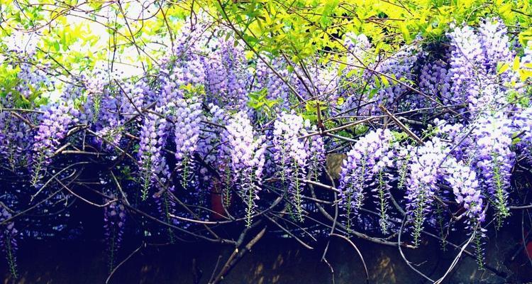 紫藤花的花语及其寓意（美丽的紫藤花）