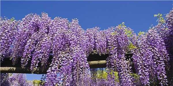 紫藤花的花语（浪漫）