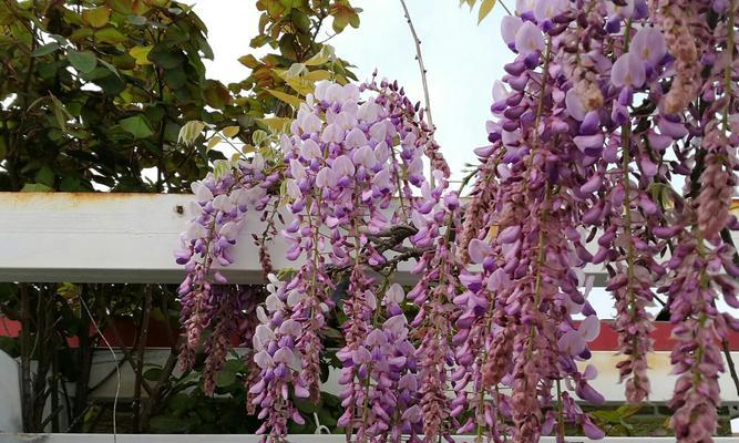 紫藤花的花语与传说（紫藤花寓意深远）