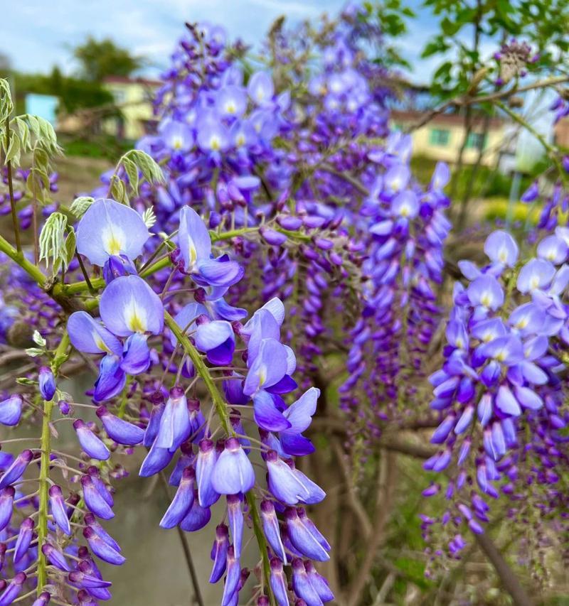 紫藤花的寓意与花语（深情浪漫的紫藤花）