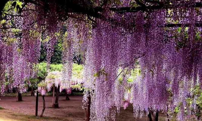 紫藤花花语寓意（探寻紫藤花的花语）