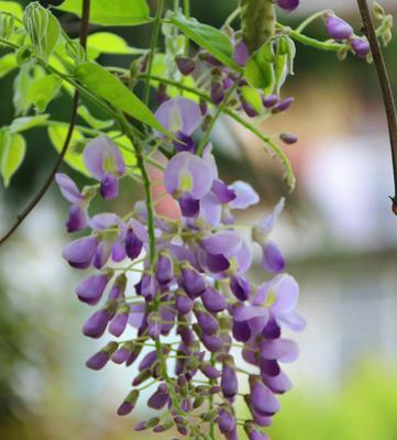 紫藤花的寓意与魅力（紫藤花）