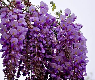 紫藤萝的花语及其寓意（探寻紫藤萝花语的深意）