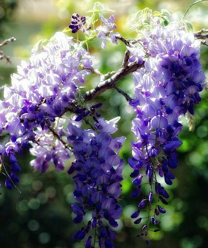 紫藤萝花语与寓意——花开如梦，情动人心（探寻紫藤萝的浪漫花语与内涵）