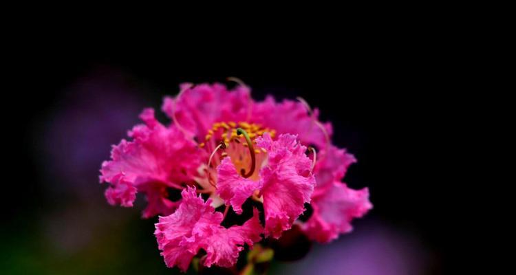 紫薇花（紫薇花语及其文化内涵）