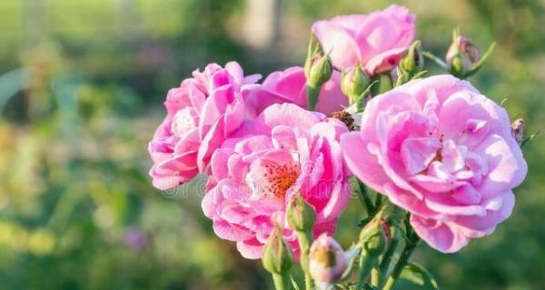 友情之花（以最能代表友情的花为主题）