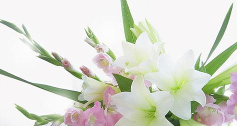 百合花的花语与寓意（探寻百合花背后的深意）