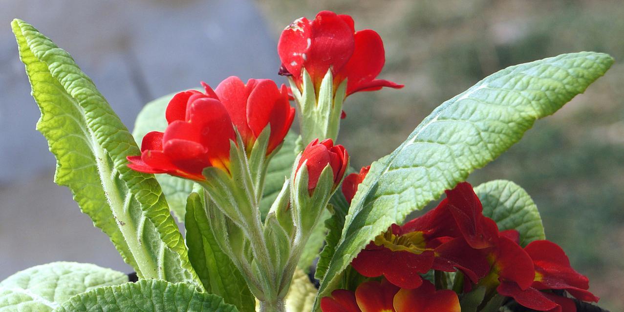 报春花（春天来了）