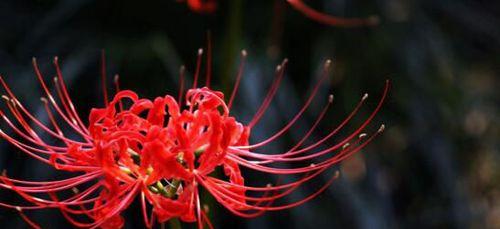 以彼岸花的花语（揭开彼岸花的花语之谜）