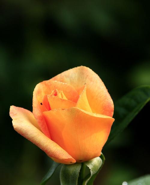 橙色的月季花（橙色月季花的美丽和象征意义）