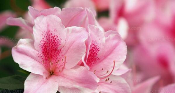 杜鹃花的花语与寓意（探索杜鹃花的花语）