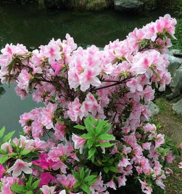 杜鹃花（杜鹃花的特点）
