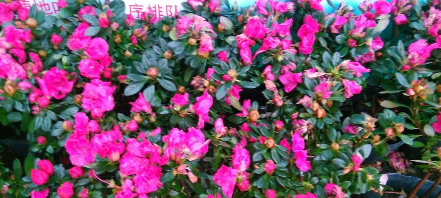 杜鹃花（杜鹃花的含义与传说）