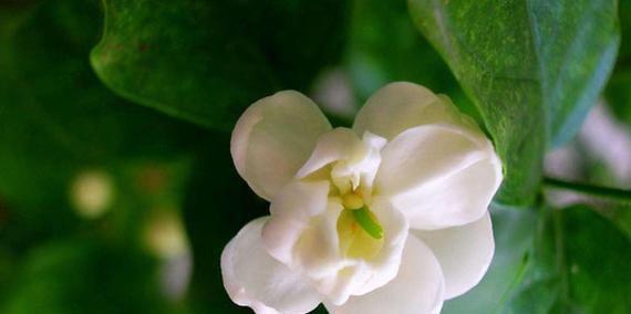 非洲茉莉的花语与寓意（悠远芳香满载希望——非洲茉莉的美丽与内涵）