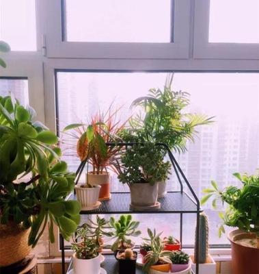 阳台花卉种植指南（打造美丽阳台）