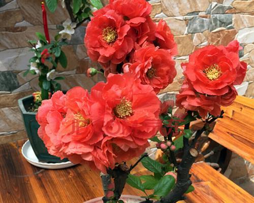 日本海棠的花期和开花频率（探究日本海棠的花期）
