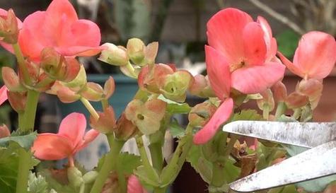 如何正确修剪海棠（打造美丽的海棠花园）
