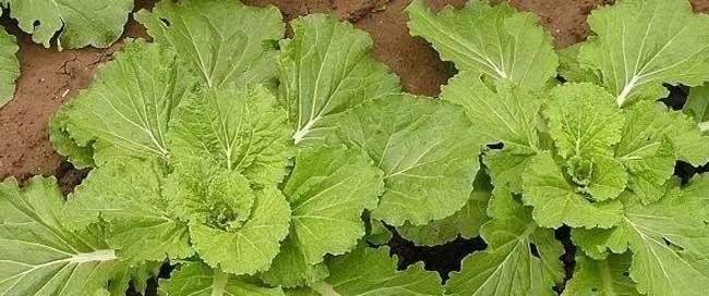 芥菜种植时间和方法（从选种到收成）