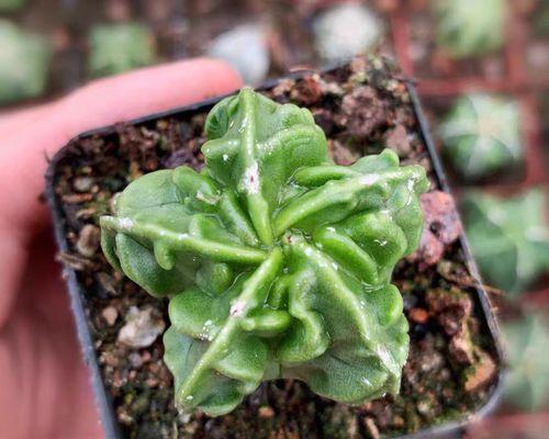 盛夏花海，繁花似锦（探寻夏季开花植物世界的美妙与奥秘）