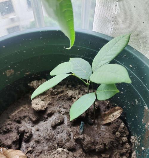 芒果种子的种植方法（从选种到定植）