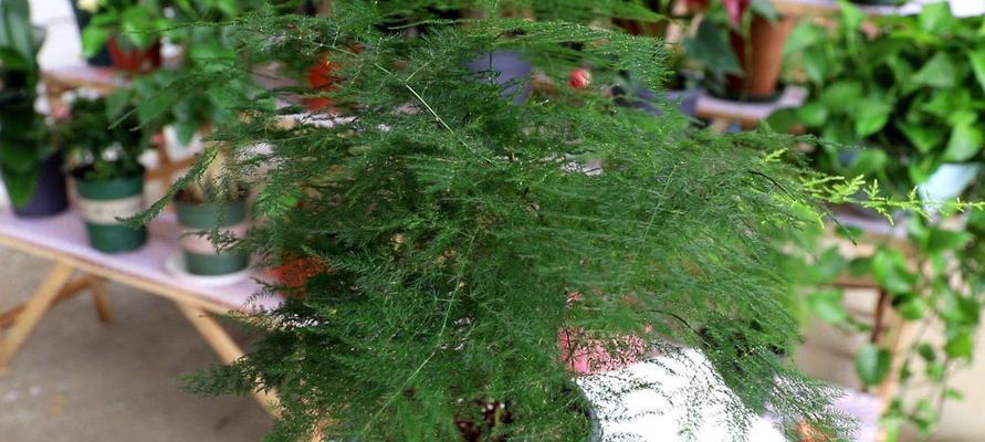 耐阴花卉大揭秘（哪些花卉适合在阴暗的环境下生长）