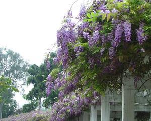 常绿爬藤花卉（从观赏到保护）