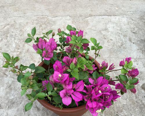 十二种怕冷的花卉（了解这些花卉）