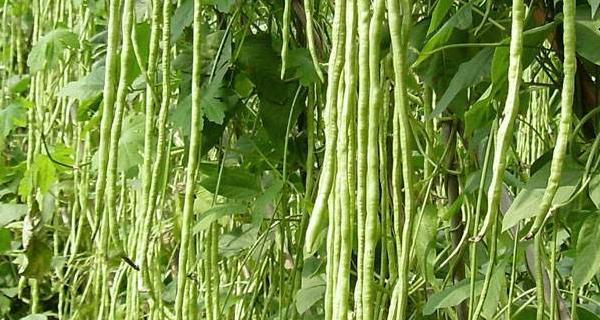 怎样种植迟豆角（时间）