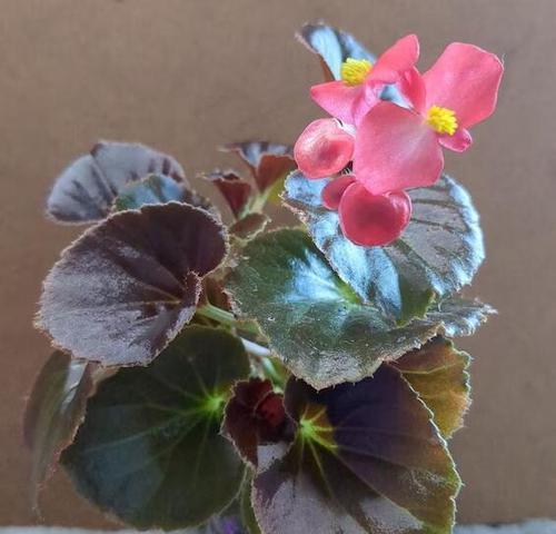 海棠花的养殖方法与注意事项（打造美丽庭院的秘诀）
