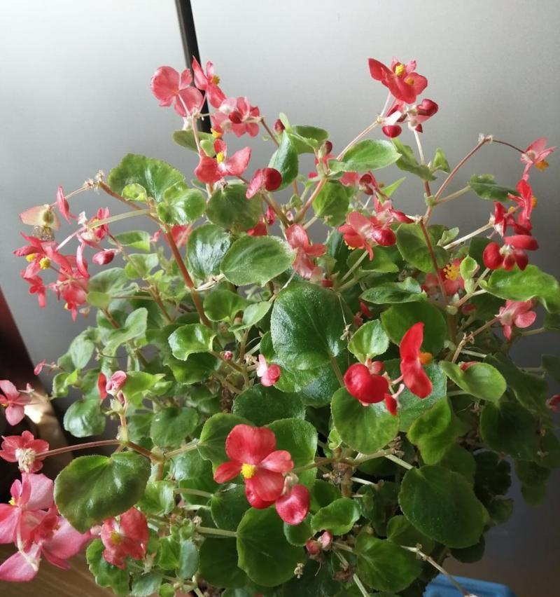 探秘海棠的开花周期（海棠一年开几次花）