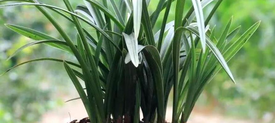 室内养殖蝴蝶兰花的秘诀（蝴蝶兰花的喜好环境和养护技巧）