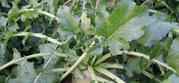 萝卜种植指南