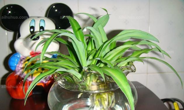 水培植物的养殖技巧（掌握这些技巧）