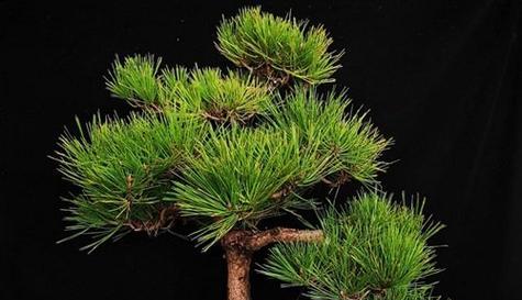 罗汉松是裸子植物吗？——探究罗汉松的分类