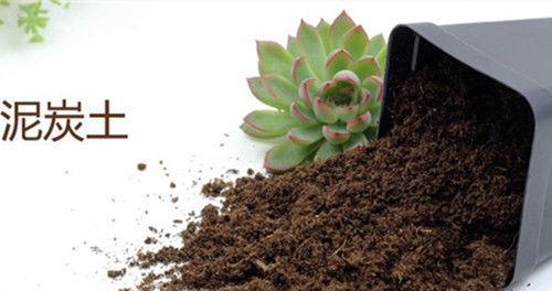 冰莓种植技巧（从土壤选配到种植护理）