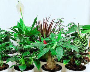 室内花卉的养护与美化（打造生活空间的植物绿化美丽家居从花草开始）