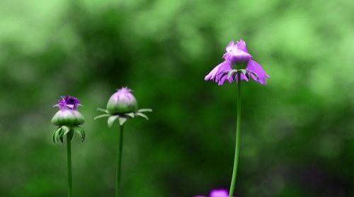 野菊花花语——平凡中的坚韧与美丽（探寻野菊花花语的含义与意义）